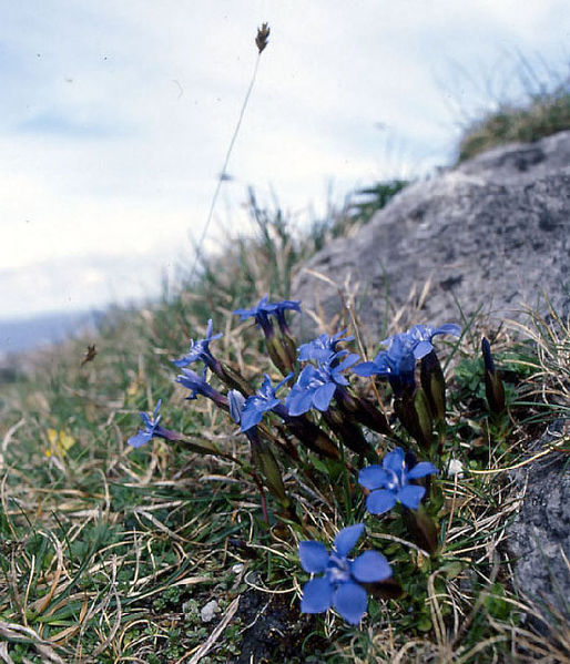 Burren in Bloom